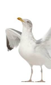 agence de communication, mouette représentant la mascotte de l'agence