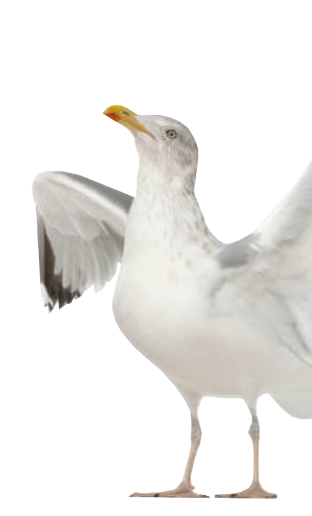 agence de communication, mouette représentant la mascotte de l'agence